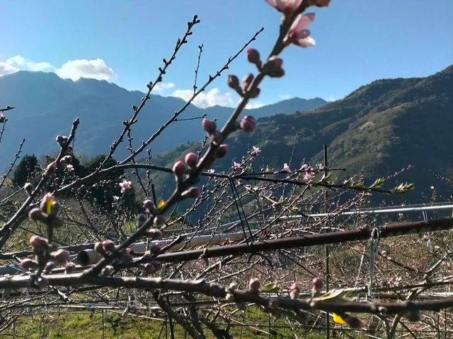【免運！拉拉山水蜜桃 當季新鮮直送】上巴陵高海拔 1400m 桃園復興鄉產地直銷