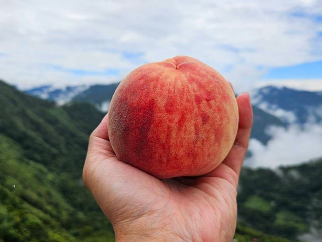 【免運！拉拉山水蜜桃 當季新鮮直送】上巴陵高海拔 1400m 桃園復興鄉產地直銷