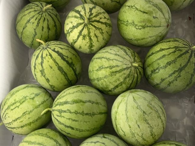 【日本品種！嘉義水上 溫室迷你小西瓜 20~24顆(10斤裝)】皮薄 果肉脆 一餐一顆剛剛好