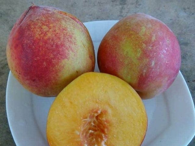 【新品限量！高山上的黃金水蜜桃】種植不易產量稀少 口感Q甜果香濃郁