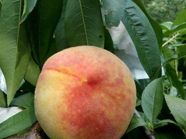 【新品限量！高山上的黃金水蜜桃】種植不易產量稀少 口感Q甜果香濃郁