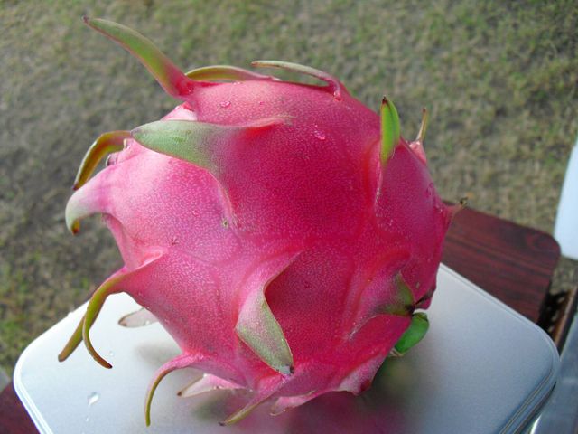 【碩大飽滿 白肉火龍果 10斤裝】天然清甜、來自土地的原味！