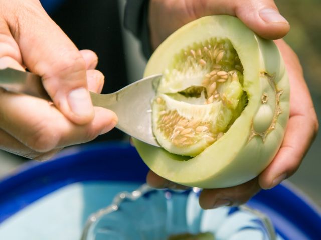 【香甜預購！微笑田園 - 香甜美濃瓜】一株只留一瓜的多汁好香瓜！