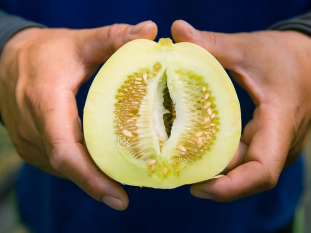 【香甜預購！微笑田園 - 香甜美濃瓜】一株只留一瓜的多汁好香瓜！