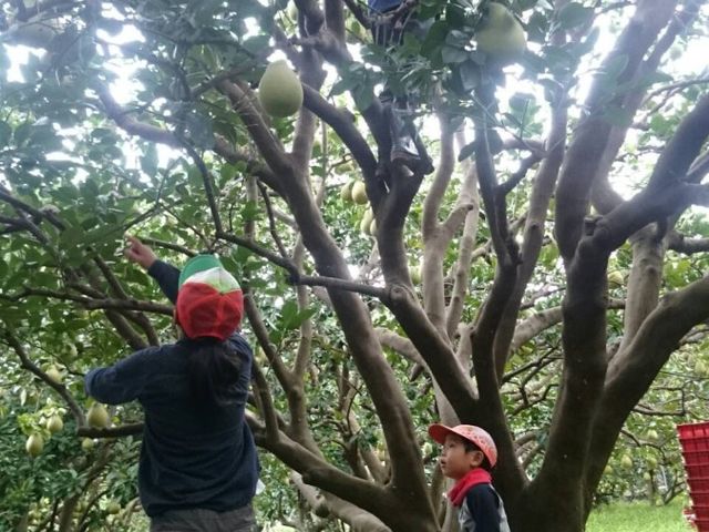 【限量預購中 (八月底出貨)！正宗台南麻豆文旦柚禮盒裝】承載50年的老柚樹 孕育馥郁酸甜果實
