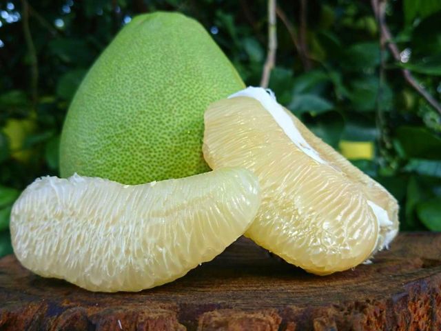 【限量預購中 (八月底出貨)！正宗台南麻豆文旦柚禮盒裝】承載50年的老柚樹 孕育馥郁酸甜果實