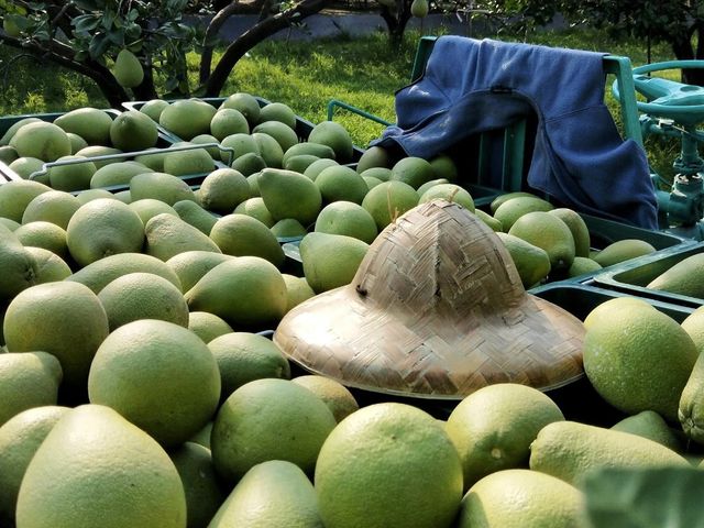 【限量預購中 (八月底出貨)！正宗台南麻豆文旦柚禮盒裝】承載50年的老柚樹 孕育馥郁酸甜果實