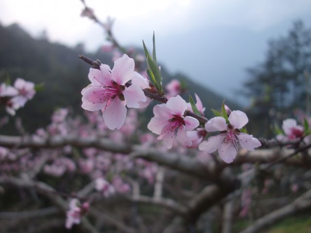 【火熱出貨中！ 梨山獨有 上海水蜜桃禮盒裝】口感紮實 入口即化 台灣高山水蜜桃的壓軸驚喜!