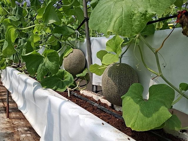 【採收中！嘉義太保 有機哈密瓜（橘肉、6~10顆裝）】欣梨5號品種 清脆如水梨