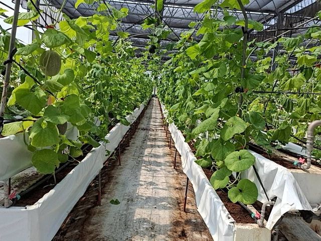 【採收中！嘉義太保 有機哈密瓜（橘肉、6~10顆裝）】欣梨5號品種 清脆如水梨