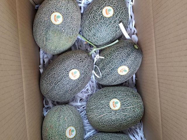 【採收中！嘉義太保 有機哈密瓜（橘肉、6~10顆裝）】欣梨5號品種 清脆如水梨