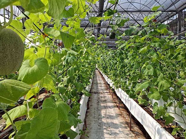 【採收中！嘉義太保 有機哈密瓜（橘肉、6~10顆裝）】欣梨5號品種 清脆如水梨