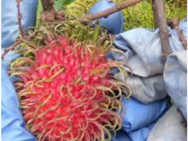 【產季極短！鮮採紅毛丹五斤裝】鮮嚐國產紅毛丹 果色鮮紅甜美多汁