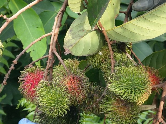 【產季極短！鮮採紅毛丹五斤裝】鮮嚐國產紅毛丹 果色鮮紅甜美多汁