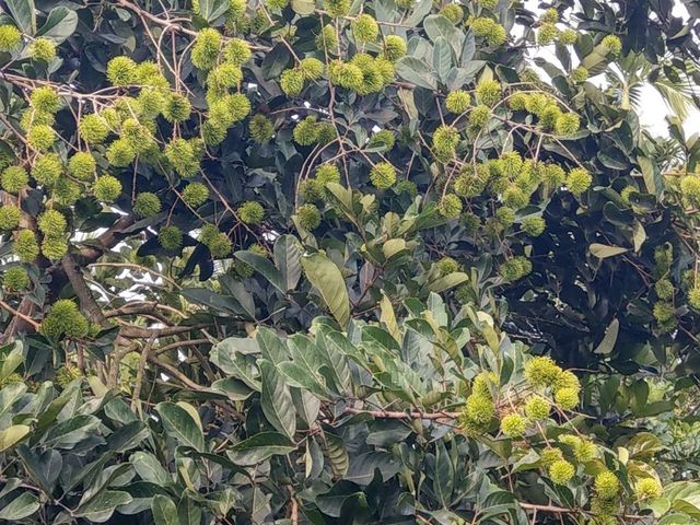 【產季極短！鮮採紅毛丹五斤裝】鮮嚐國產紅毛丹 果色鮮紅甜美多汁