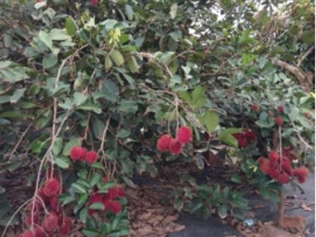【產季極短！鮮採紅毛丹五斤裝】鮮嚐國產紅毛丹 果色鮮紅甜美多汁