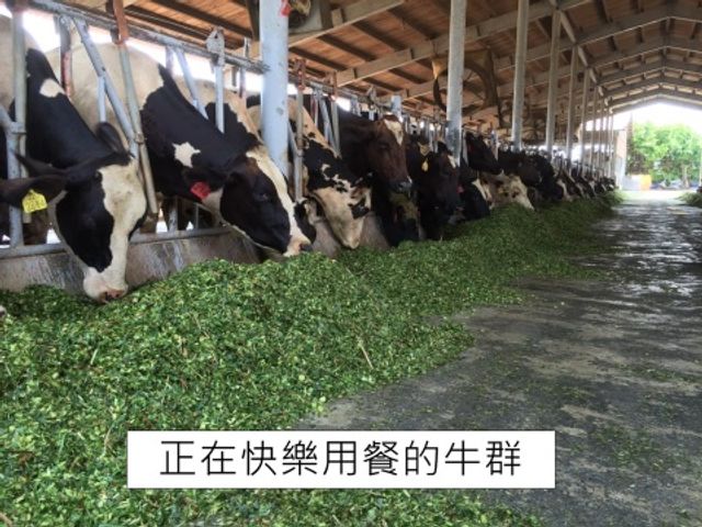 【200ml 明全玻璃瓶鮮乳 30瓶組】超高標準牧場管理的牛奶 第二代瞞著父親也要完成的使命鮮奶