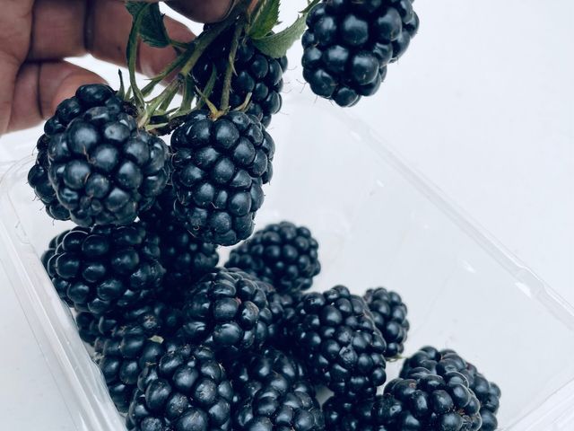 【呼密黑莓釀造醋】品味自然 享受純粹