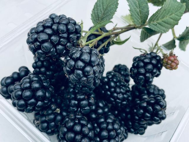 【呼密黑莓釀造醋】品味自然 享受純粹