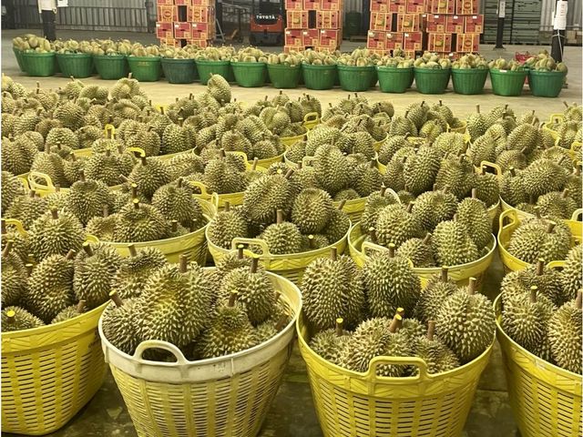 【重磅登台！新鮮金枕頭榴槤3~4顆原裝箱】麝香貓果 果肉淡黃色細緻又香甜