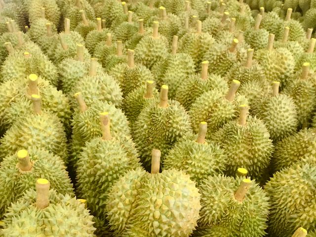 【重磅登台！新鮮金枕頭榴槤3~4顆原裝箱】麝香貓果 果肉淡黃色細緻又香甜