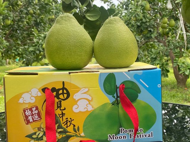 【預購中！台南麻豆文旦 柚見中秋5斤裝】 團圓送禮推薦！自製液肥 倒風內海弱鹼土孕育