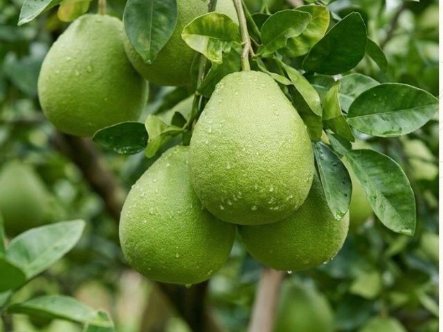 【預購中！台南麻豆文旦 柚花園10斤裝】 團圓送禮推薦！自製液肥 倒風內海弱鹼土孕育｜