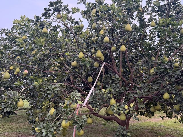 【預購中！台南麻豆文旦 柚花園10斤裝】 團圓送禮推薦！自製液肥 倒風內海弱鹼土孕育｜