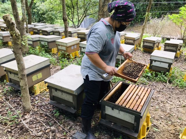 【稀有限量！2026全國頭等獎荔枝蜜 單瓶700g】無添加純荔枝蜜｜連續18年獲得肯定，香氣優雅溫柔的調性
