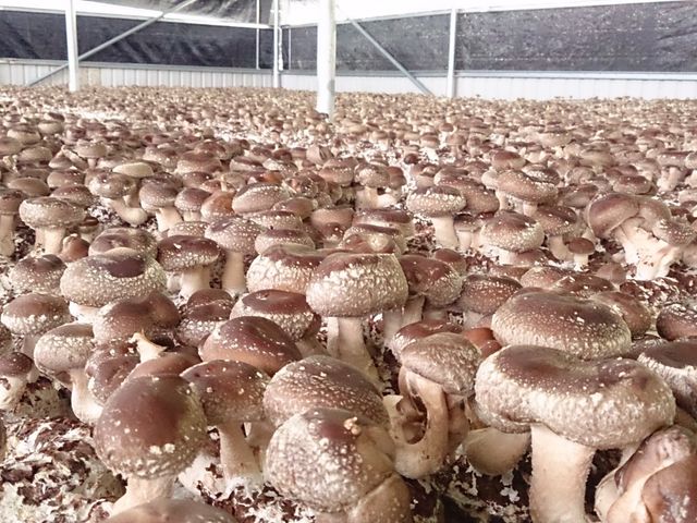 【菇媽媽 - 有身分證的乾香菇(鈕扣菇)】來自大甲溪畔，無農藥殘留檢驗合格的自然好菇