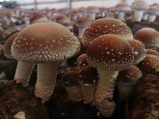 【菇媽媽 - 有身分證的乾香菇(大中菇)】來自大甲溪畔，無農藥殘留檢驗合格的自然好菇