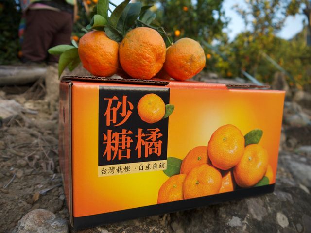 【砂糖橘 台灣稀有品種 5斤禮盒裝】果實小巧 甜度十足的台灣蜜柑