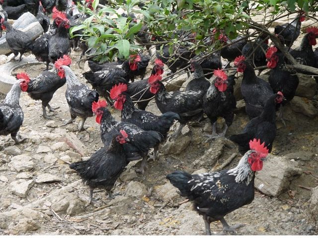 【生鮮土雞雞胸肉 (去皮)】精選放養土雞雞胸肉精華 彈性咬勁兼具!