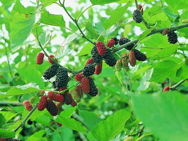 【桑椹果粒醬(300g)】 Mulberry Jam 含有整顆桑葚果粒
