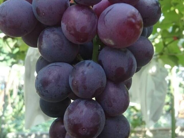 【黃大哥巨峰葡萄 1箱裝】用高規格的品管標準 種出最香甜的葡萄!