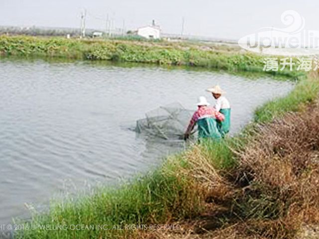 【生態蝦仁 4入組(150克/包)】完全沒有人工添加的手工剝製，保留了最多的天然風味及養份