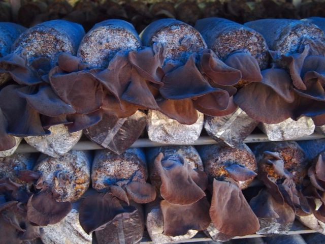 【菇媽媽 - 天然日曬乾木耳】來自大甲溪畔，無農藥殘留檢驗合格的自然好菇