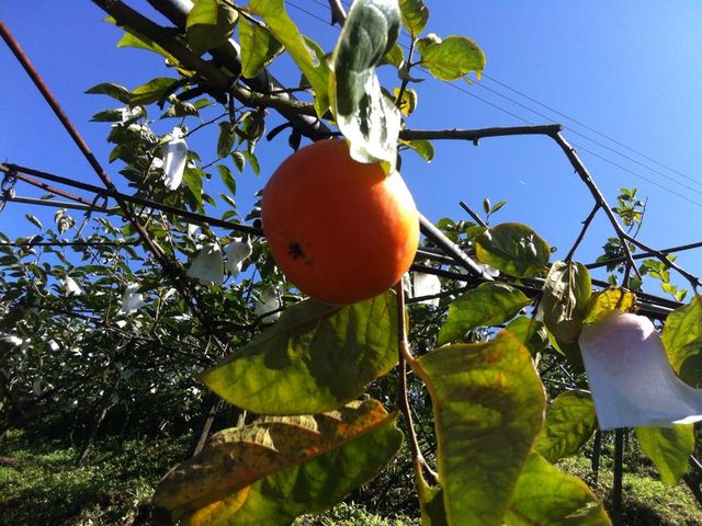 【秋味來襲 美猴王的大雪山甜柿 特級 11入】絕佳地理條件孕育出最自然甜美的柿子