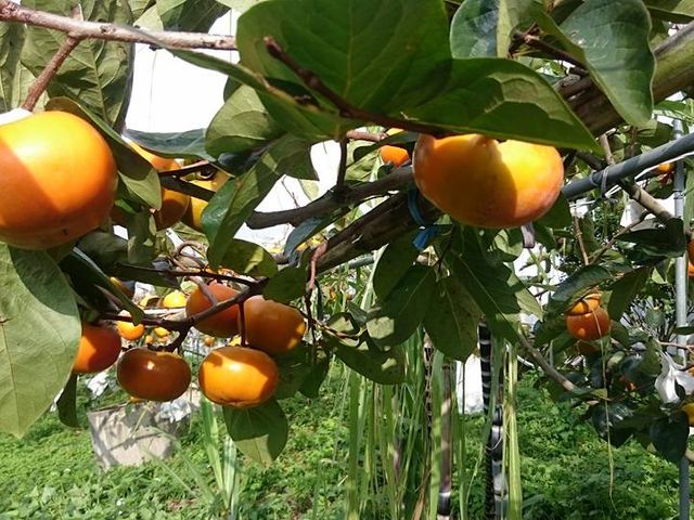 【預購秋味！美猴王的大雪山甜柿 優級 15入】絕佳地理條件孕育出最自然甜美的柿子