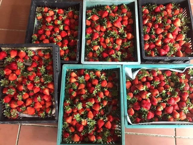 【產量稀少 馬拉邦山無毒草莓 10斤激省組】完全不噴農藥的自然栽培草莓