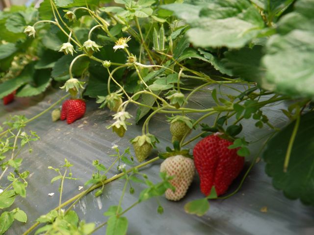 【產量稀少 馬拉邦山無毒草莓 10斤激省組】完全不噴農藥的自然栽培草莓