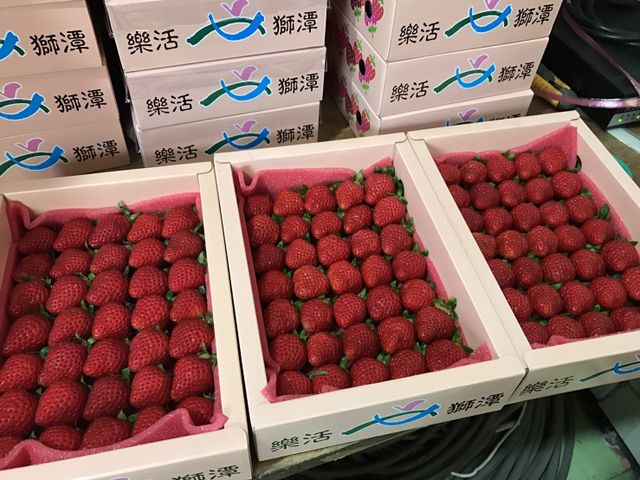 【果香濃郁 有機轉型期草莓 普級5斤團購組】天然無汙染 保證安心的健康草莓！