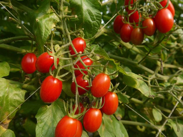 【溫室栽種 鹽地玉女小蕃茄 4斤組】果壁厚實超滿足 想多吃幾顆的酸甜回甘