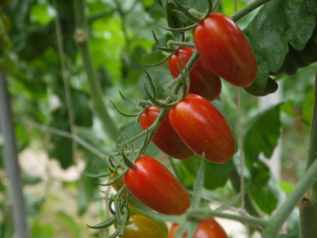 【溫室栽種 鹽地玉女小蕃茄 10斤團購組】果壁厚實超滿足 想多吃幾顆的酸甜回甘