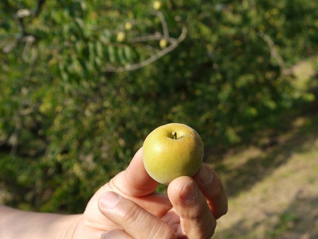 【限量預購 特級手採青梅 15斤團購組】天然梅子香濃厚 釀酒醋、醃Q梅最適合！