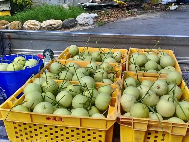 【預購產季極短 返鄉青農的甜蜜香瓜 10斤裝】果皮超薄、果肉細緻的珍貴美濃瓜！